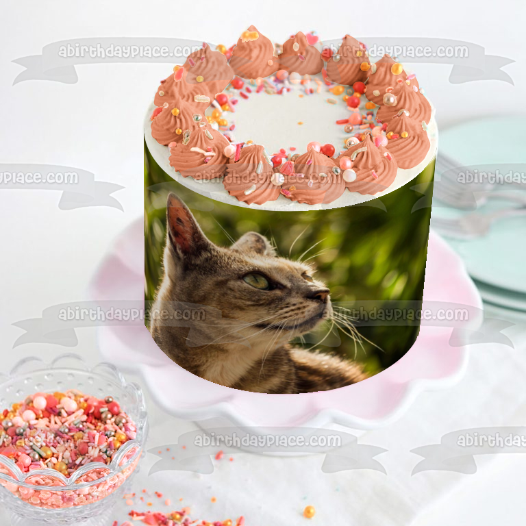 Imagen de adorno comestible para pastel de gato al aire libre ABPID50261