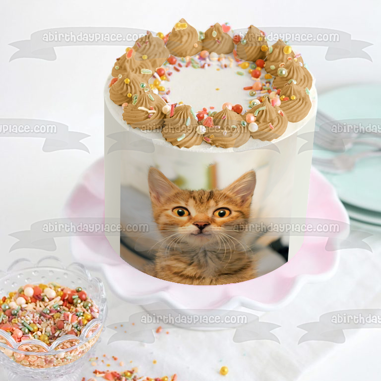 Cat Kitten Smiling Pet Animal Edible Cake Topper Image ABPID52913