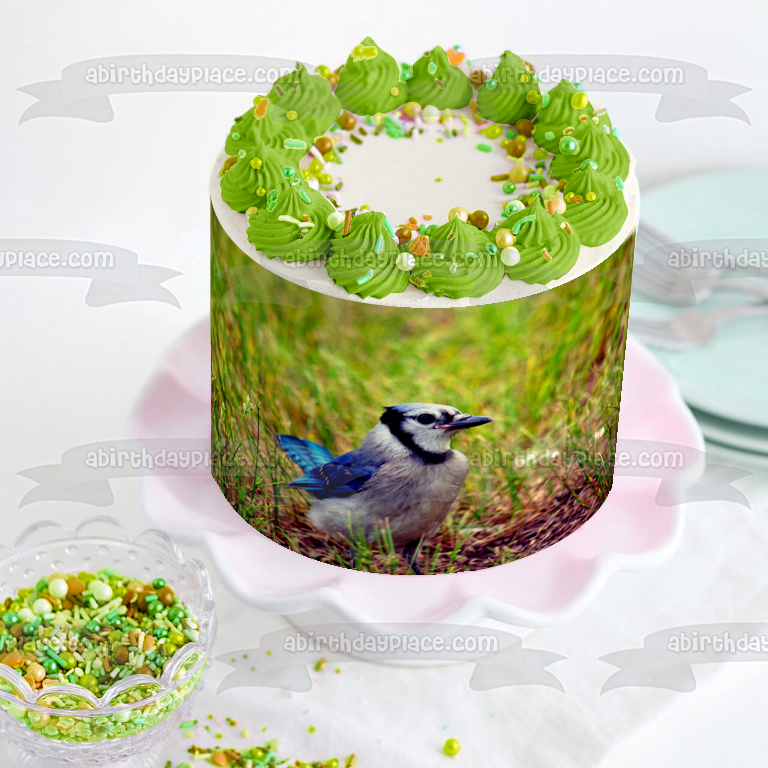 Wildlife Blue Jay Edible Cake Topper Image ABPID52940
