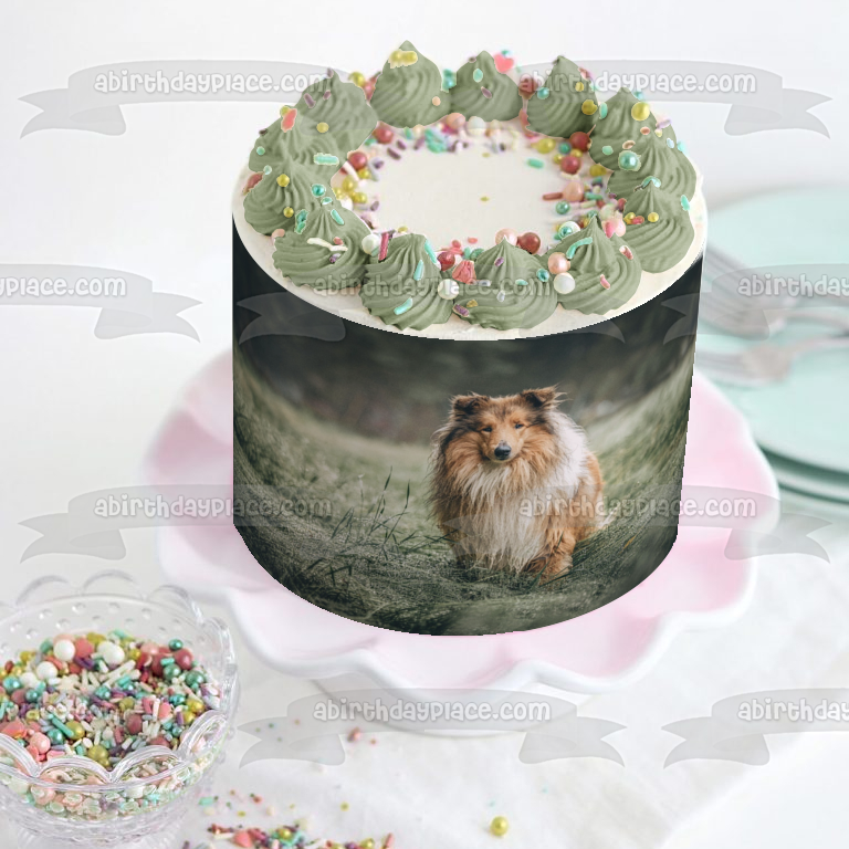 Rough Collie Dog Pet Animal Edible Cake Topper Image ABPID52942