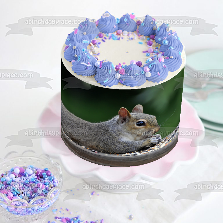 Squirrel Eating Nature Animal Wildlife Edible Cake Topper Image ABPID52844