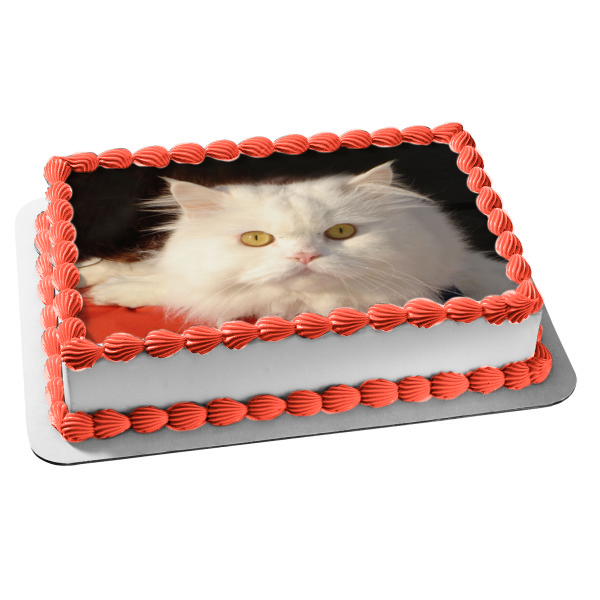 Imagen comestible para decoración de tarta con gato blanco peludo sobre fondo negro ABPID26980 