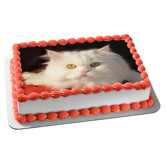 Imagen comestible para decoración de tarta con gato blanco peludo sobre fondo negro ABPID26980 