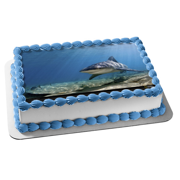 Bull Shark Ocean Fish Sunlight Edible Cake Topper Image ABPID00542