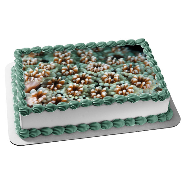 Ocean Life Coral Landscape Edible Cake Topper Image ABPID52520