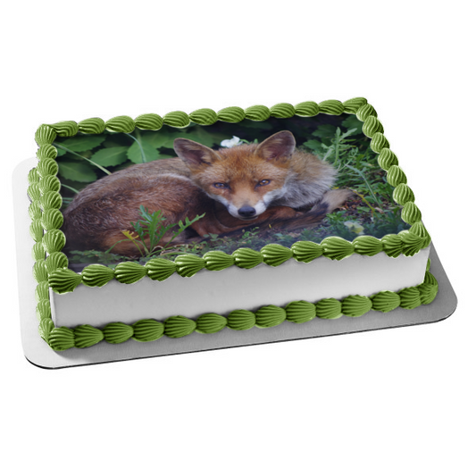 Nature Wildlife Forest Fox Animal Edible Cake Topper Image ABPID52828