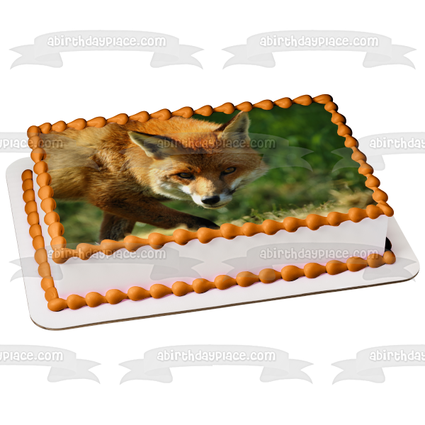 Fox Wildlife Nature Animal Forest Edible Cake Topper Image ABPID52829