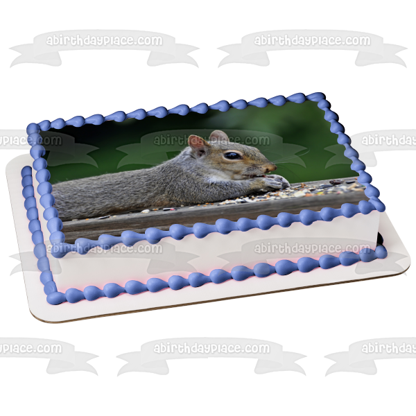 Squirrel Eating Nature Animal Wildlife Edible Cake Topper Image ABPID52844