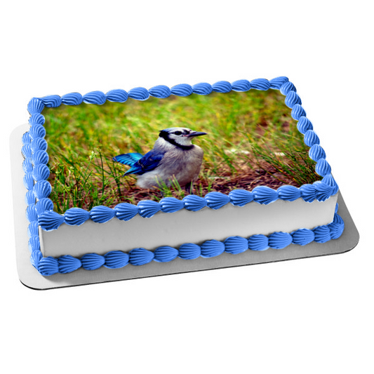 Wildlife Blue Jay Edible Cake Topper Image ABPID52940