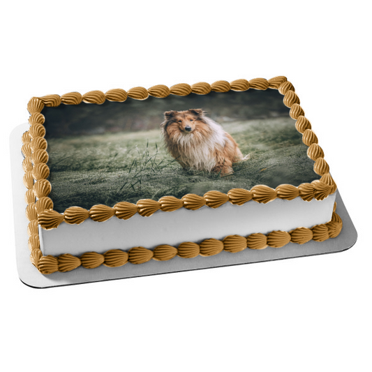 Rough Collie Dog Pet Animal Edible Cake Topper Image ABPID52942