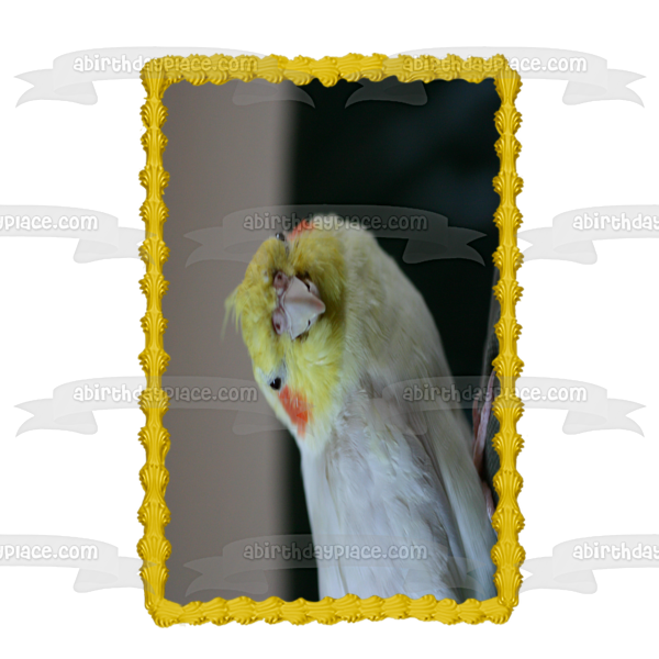 Cockatiel Bird Pet Animal Edible Cake Topper Image ABPID52948