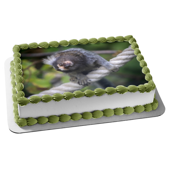 Monkey Animal Nature Marmoset Wildlife Edible Cake Topper Image ABPID52985