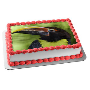 Parrot Aracaris Bird Nature Animal Outdoor Wildlife Edible Cake Topper Image ABPID53186