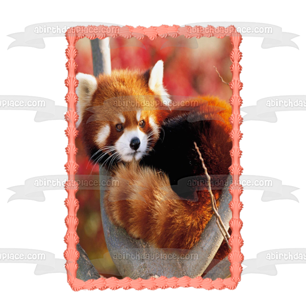 Red Panda In Tree Edible Cake Topper Image ABPID49650