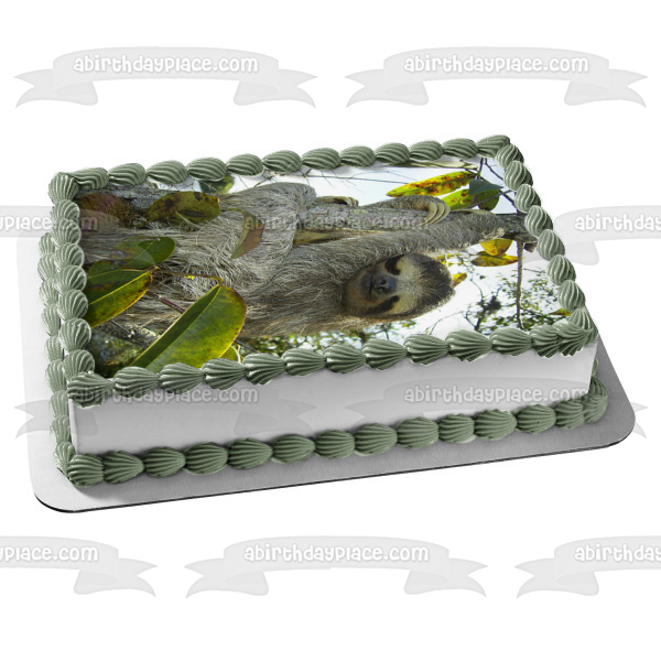 Sloth In a Tree Edible Cake Topper Image ABPID49798