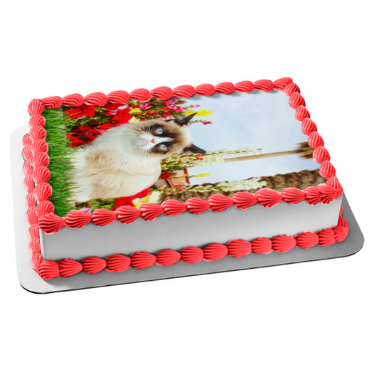 Grumpy Cat Flowers Sky Background Edible Cake Topper Image ABPID49809