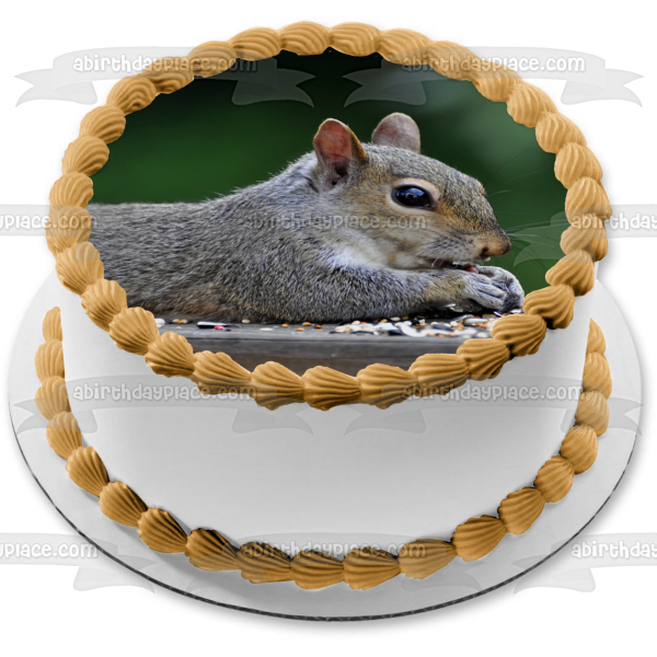 Squirrel Eating Nature Animal Wildlife Edible Cake Topper Image ABPID52844