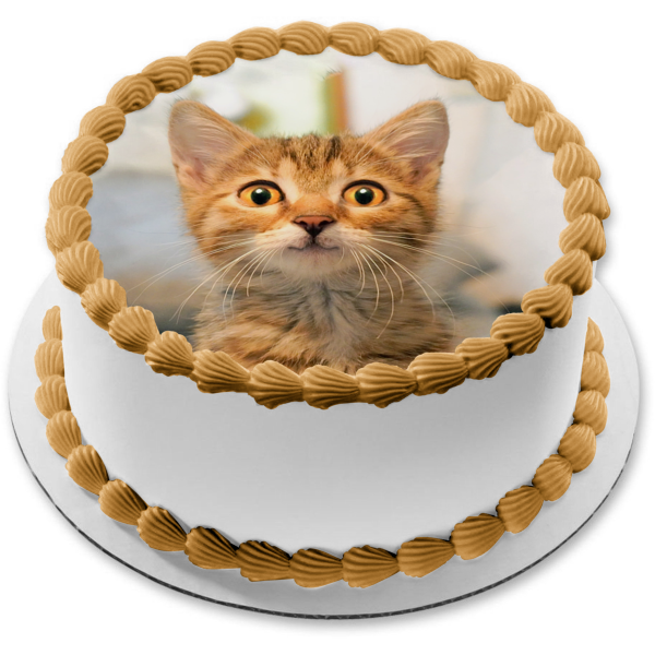 Cat Kitten Smiling Pet Animal Edible Cake Topper Image ABPID52913