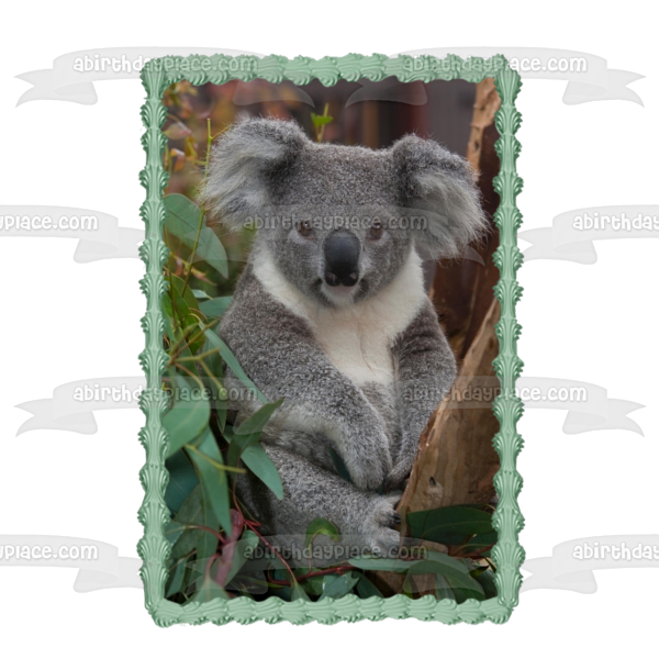 Number Cake Topper - Koala Eucalyptus – Bloom Belle Co.