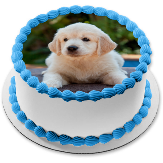 Puppy Golden Retriever Edible Cake Topper Image ABPID11858
