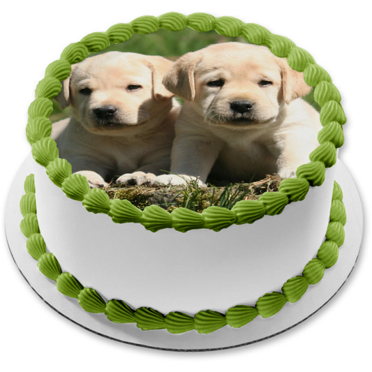 Puppies Labrador Retrievers Edible Cake Topper Image ABPID11859