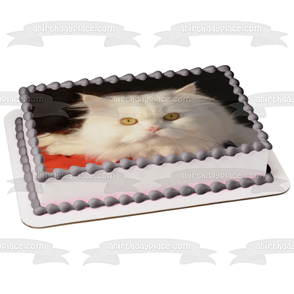Imagen comestible para decoración de tarta con gato blanco peludo sobre fondo negro ABPID26980 