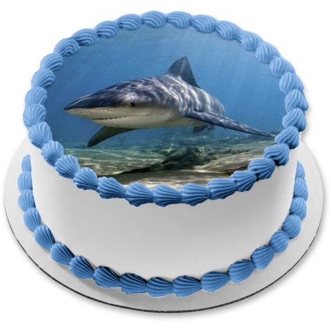 Ocean Life Shark Underwater Rocks Edible Cake Topper Image ABPID27737