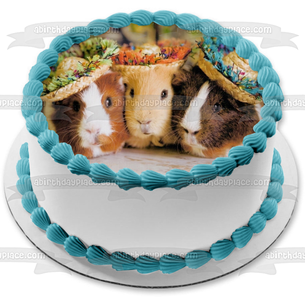 Cute Guinea Pigs Together Hats Sombrero Edible Cake Topper Image ABPID00836