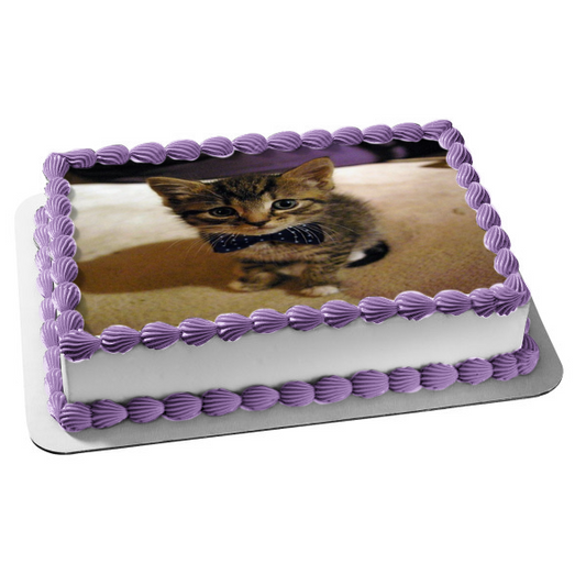 Kitten with Blue Bowtie with White Dots Edible Cake Topper Image ABPID50260