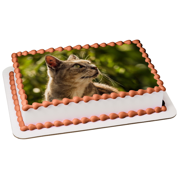 Cat Outdoors Edible Cake Topper Image ABPID50261