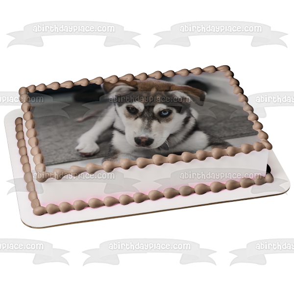 Husky birthday cake cheap