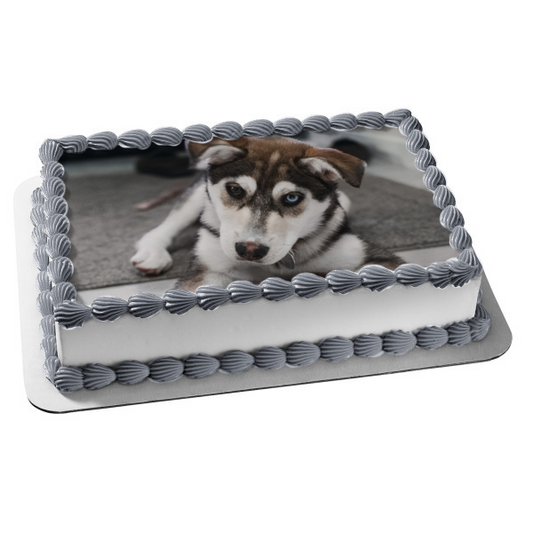 Husky Puppy Edible Cake Topper Image ABPID51008