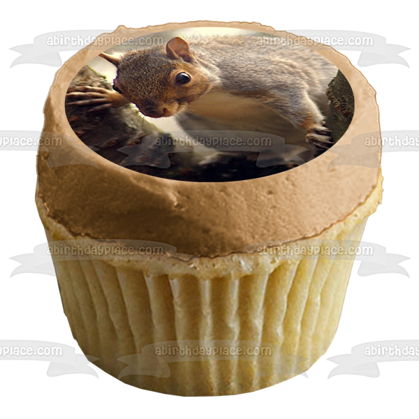 Squirrel In a Tree Edible Cake Topper Image ABPID52548