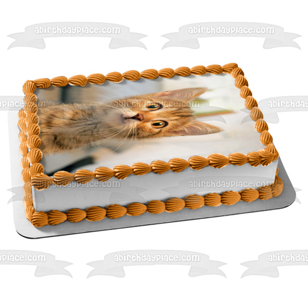 Cat Kitten Smiling Pet Animal Edible Cake Topper Image ABPID52913