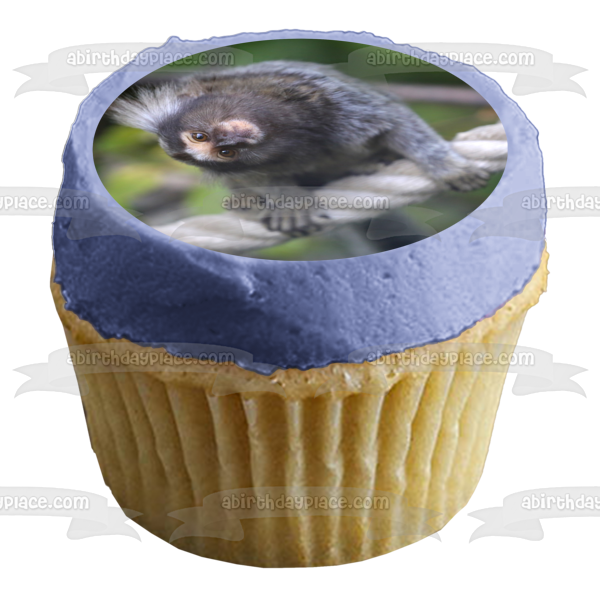 Monkey Animal Nature Marmoset Wildlife Edible Cake Topper Image ABPID52985