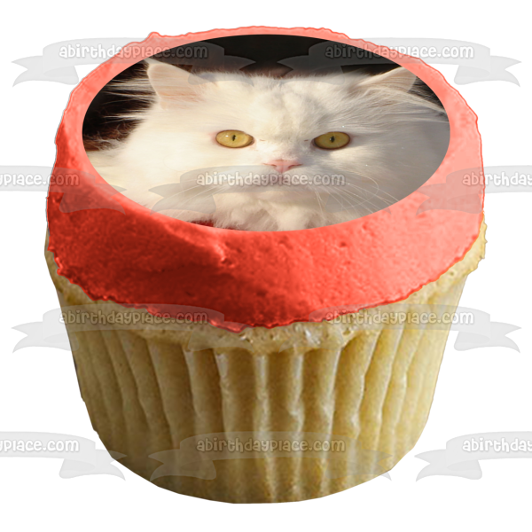 Imagen comestible para decoración de tarta con gato blanco peludo sobre fondo negro ABPID26980 