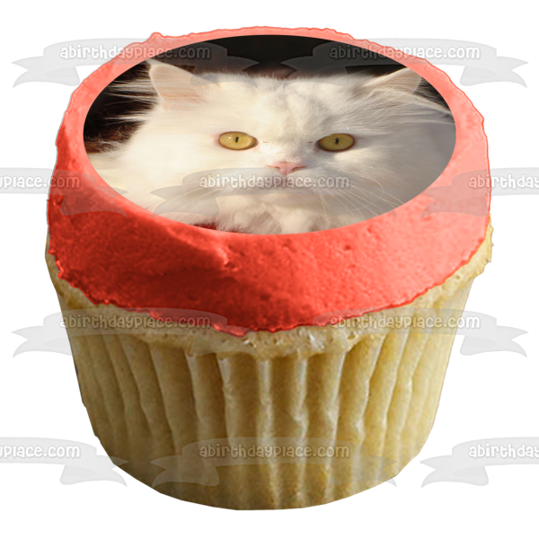 Furry White Cat on Black Background Edible Cake Topper Image ABPID26980