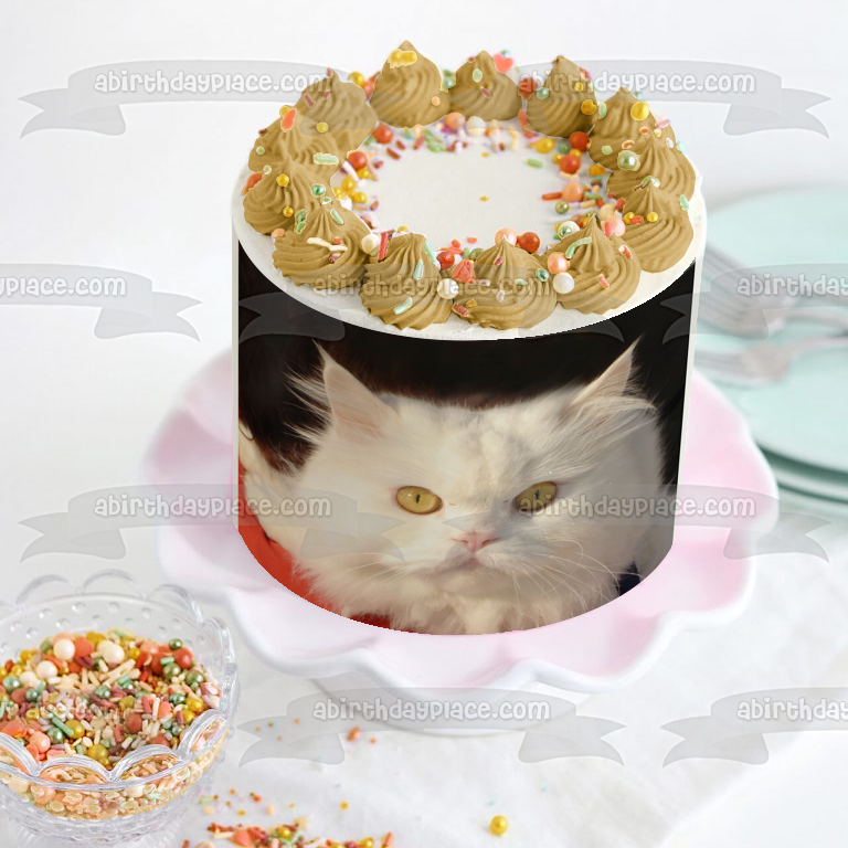 Imagen comestible para decoración de tarta con gato blanco peludo sobre fondo negro ABPID26980 