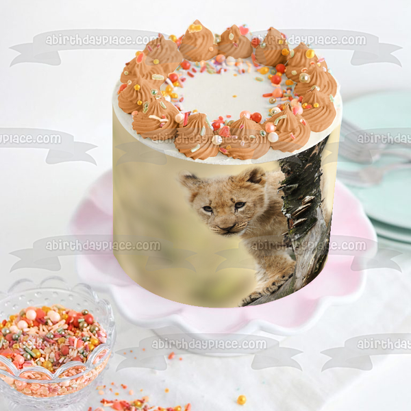 Curious Lion Cub Edible Cake Topper Image ABPID50477