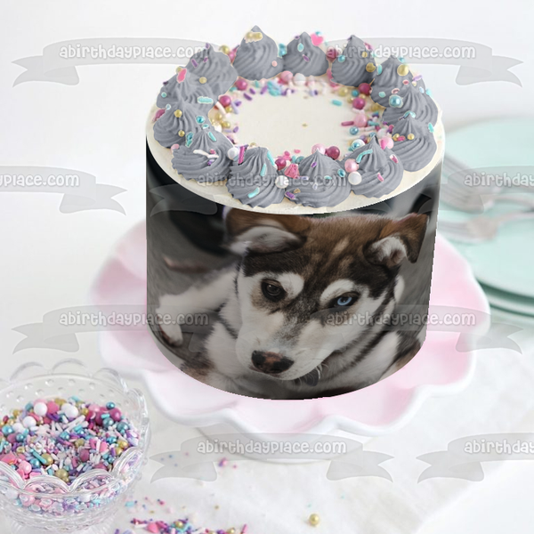 Husky Puppy Edible Cake Topper Image ABPID51008