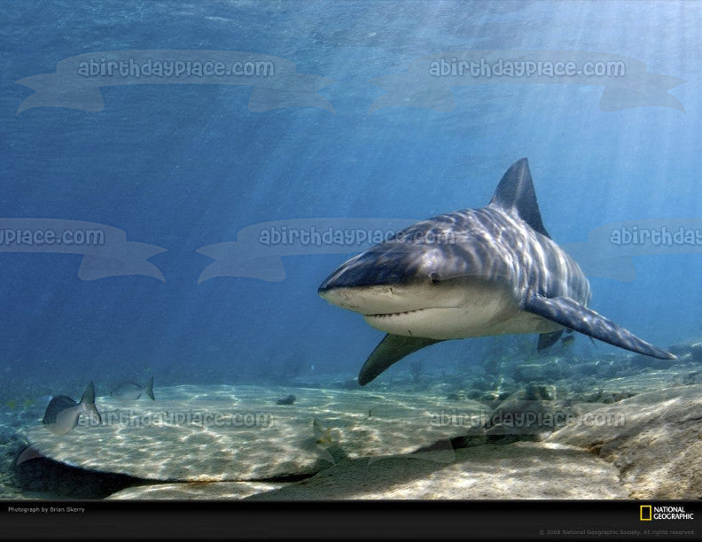 Imagen comestible para tarta con diseño de tiburón toro, pez oceánico, luz solar, ABPID00542 