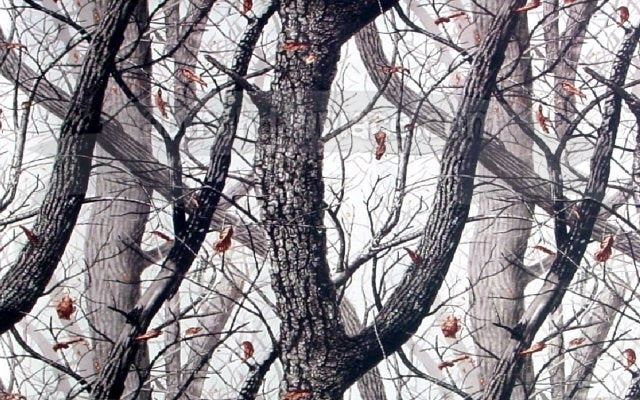 Trees Leaves Falling Black and White Edible Cake Topper Image ABPID01512