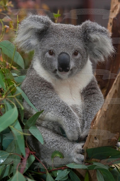 Koala Bear Trees Leaves Edible Cake Topper Image ABPID10082