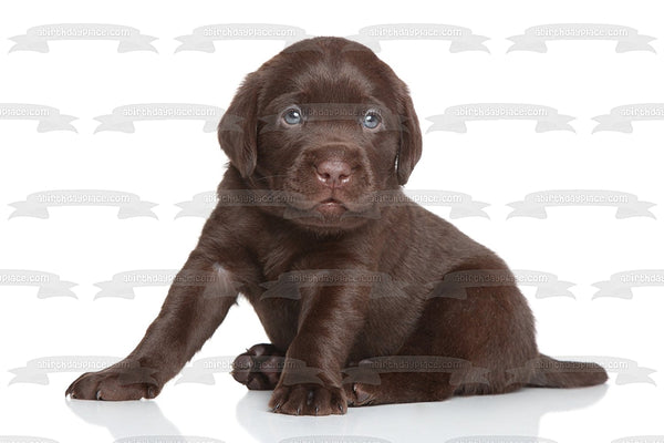 Puppy Black Labrador Edible Cake Topper Image ABPID15523