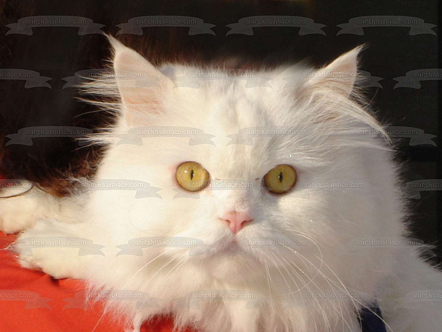 Imagen comestible para decoración de tarta con gato blanco peludo sobre fondo negro ABPID26980 