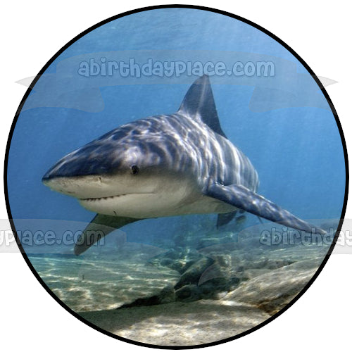 Ocean Life Shark Underwater Rocks Edible Cake Topper Image ABPID27737