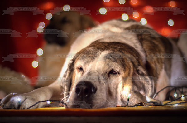 Sleepy Christmas Lights Dog Edible Cake Topper Image ABPID50469