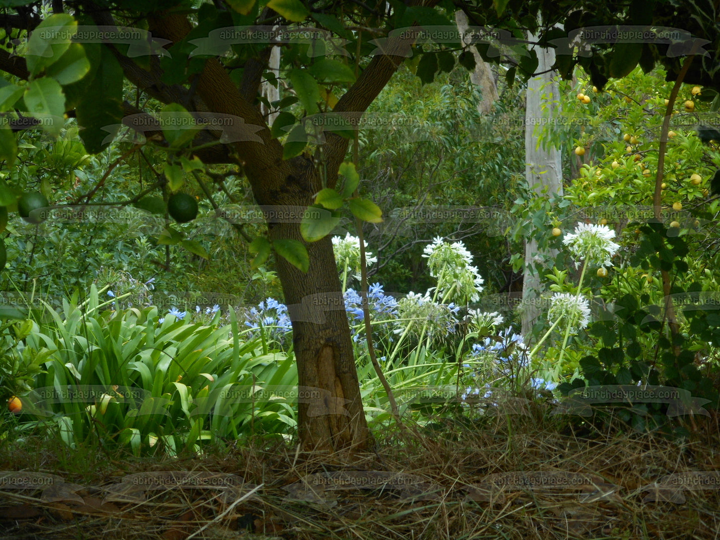 Purple Flowers and Trees Edible Cake Topper Image ABPID52565