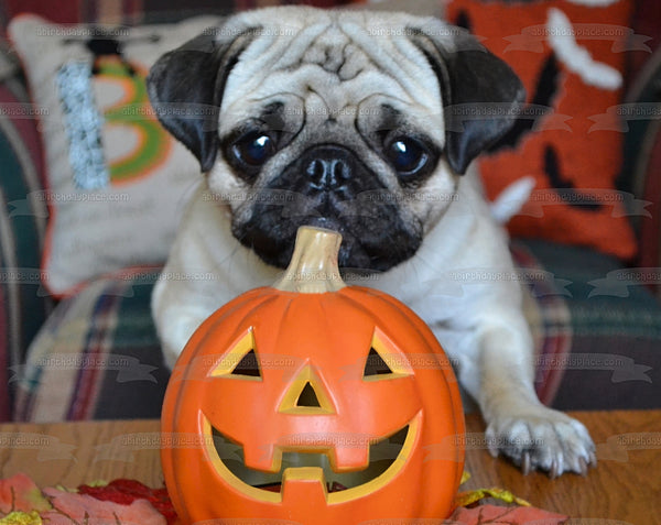 Happy Halloween Jack-O-Lantern Pug Puppy Edible Cake Topper Image ABPID52930