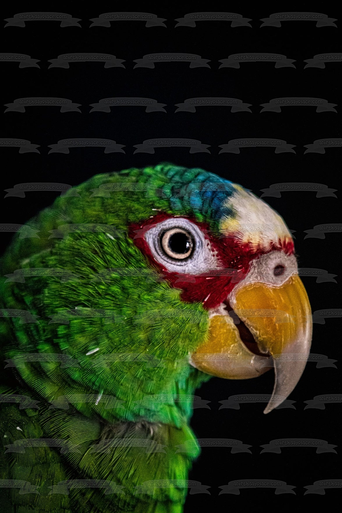 Parrot Bird Animal Nature Wildlife Edible Cake Topper Image ABPID52993
